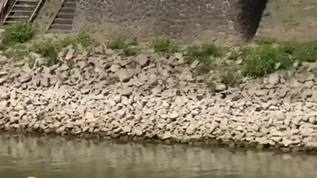 CAN YOU PERFORM 🐉 THE GREAT DRAGON RUN⁉️