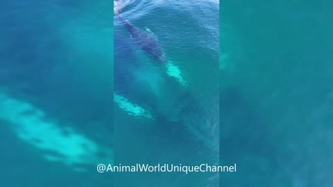 Flying over Humpback WHALE Mom and Baby