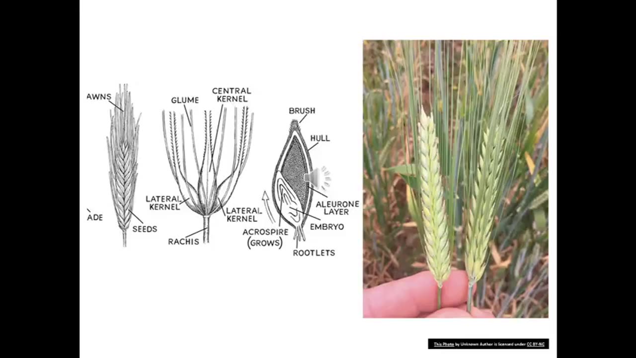 Canadian Genepool 1 Barley