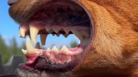 Adventure Dog Reaching His 49th State