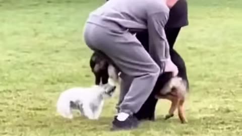 Man helps save small dog from a large dog