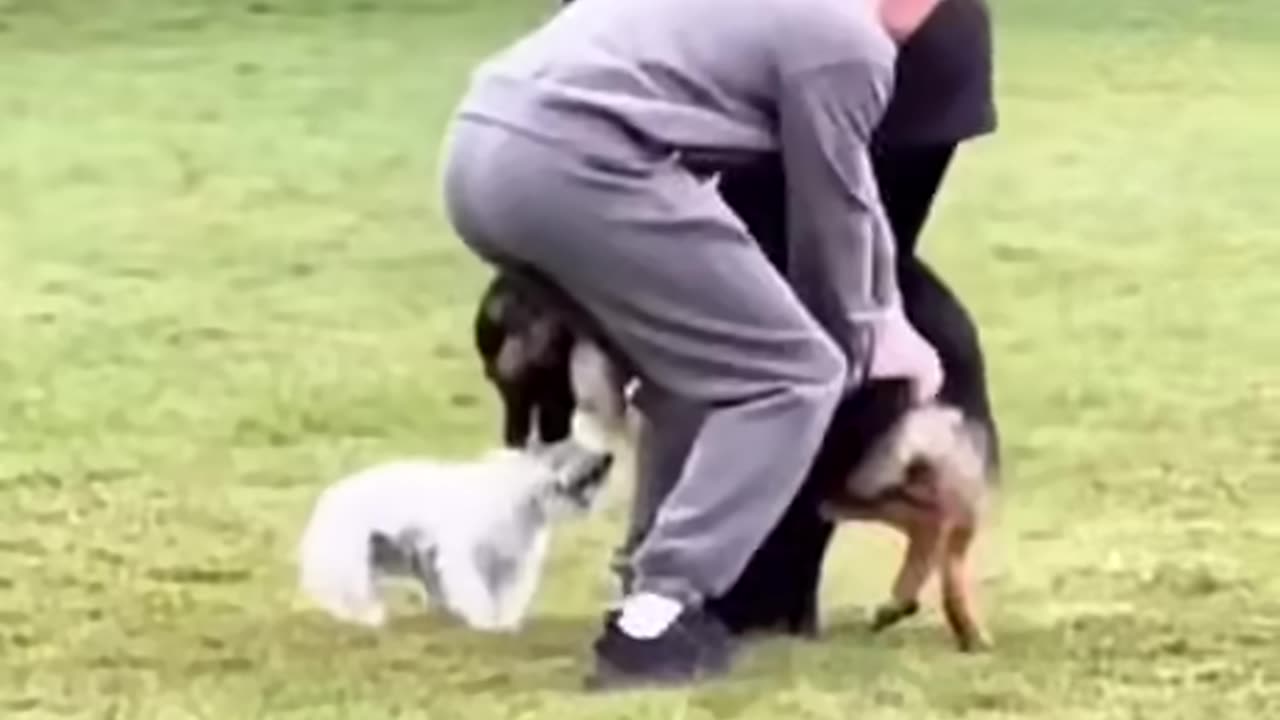 Man helps save small dog from a large dog