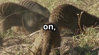 🎥 Title “Warthog & Mongoose Nature’s Spa Day 🐗🦦 Unusual Animal Relationships”