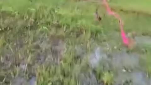 Funny videos 😅 of hen