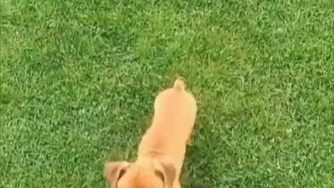 🤣🐶 Doggo's Got Moves You Can't Question! | FunFM