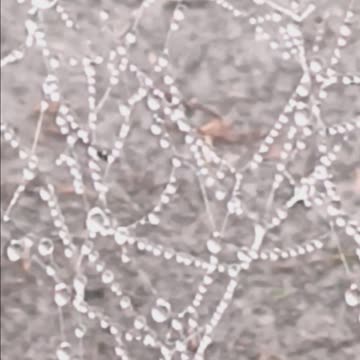 MORNING DEW SPIDER WEB 🌄🕷🕸