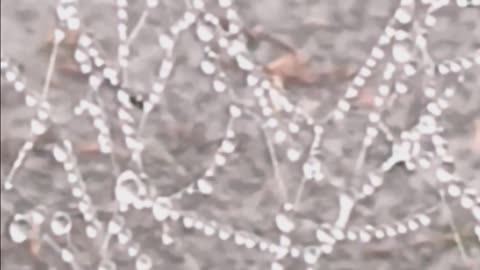MORNING DEW SPIDER WEB 🌄🕷🕸
