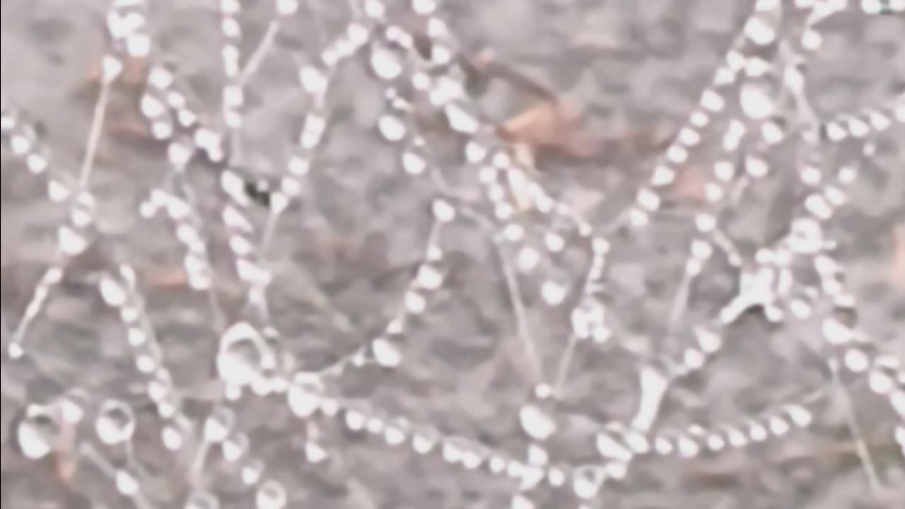 MORNING DEW SPIDER WEB 🌄🕷🕸