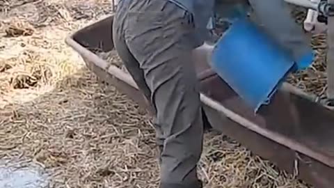 The Importance of Cow Cleanliness in Dairy Farming