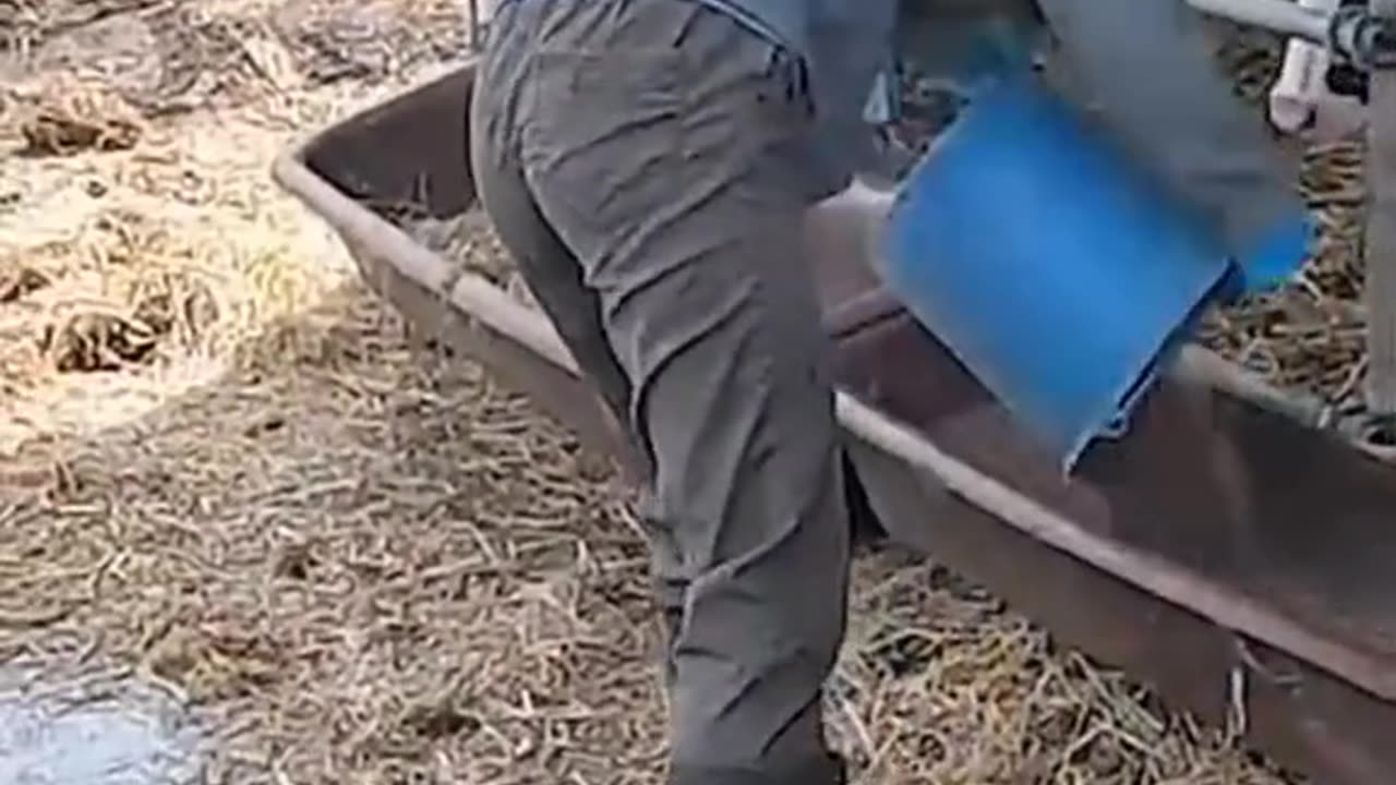 The Importance of Cow Cleanliness in Dairy Farming