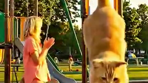 Cute cat, dog Playing with lady 🐈🐕