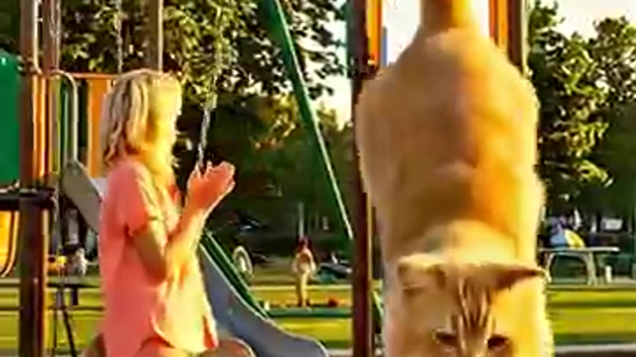 Cute cat, dog Playing with lady 🐈🐕