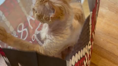 Devon Rex Cat in Carrier Bag