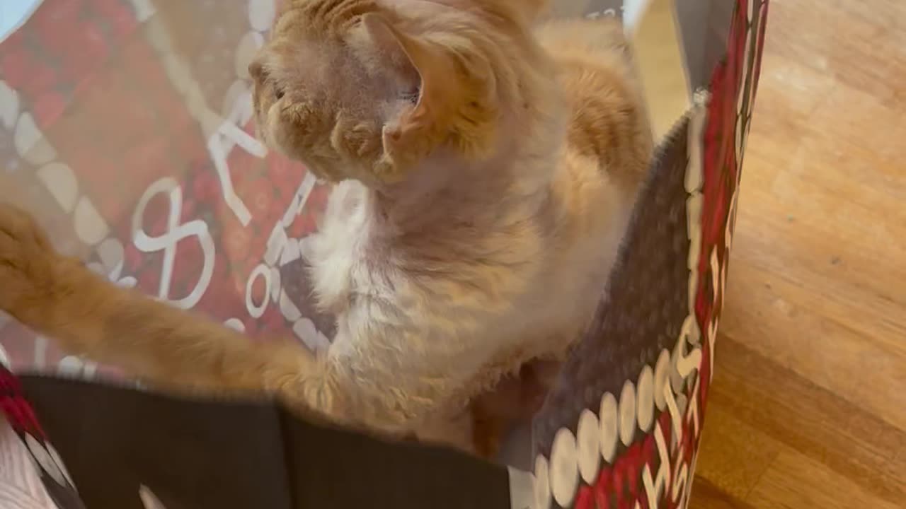 Devon Rex Cat in Carrier Bag