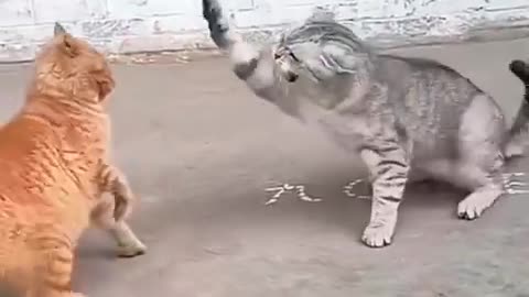 Try not to laugh challenge part 2 😂😂