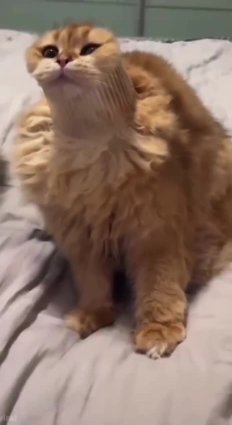 Kittys love getting in trouble 🤣