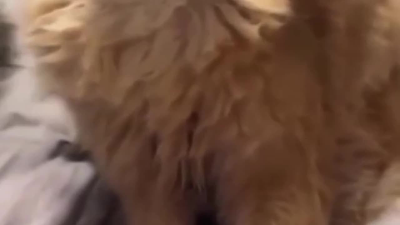 Kittys love getting in trouble 🤣