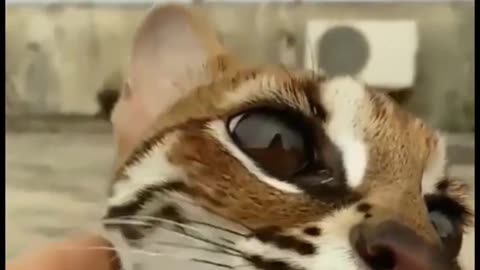 new funny animals best moments 19