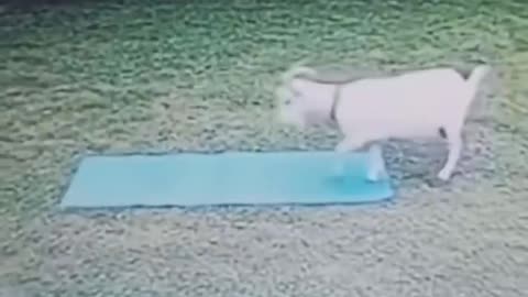 Goat Yoga