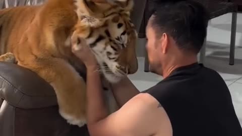 "Man Keeps a Tiger at Home – Unbelievable Scene!"