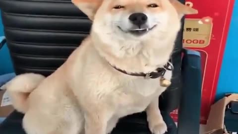 This Smile's Priceless