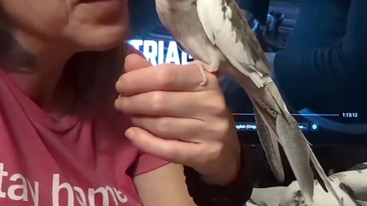 Night, Night From Lord Luka