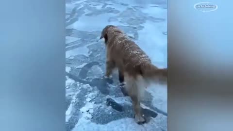 Funny animals - Part 2