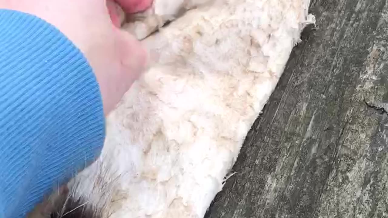 1st tanned coon, inside pelt