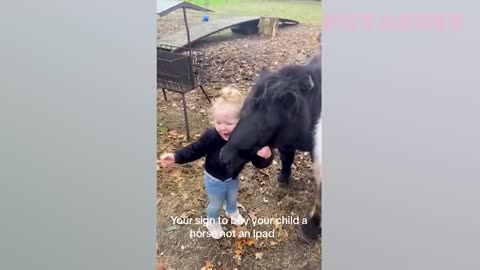 Funny Animal videos