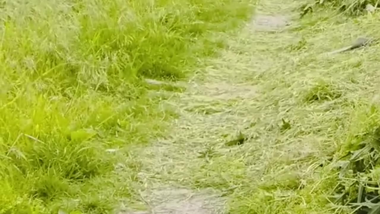 a guy is mowing the grass