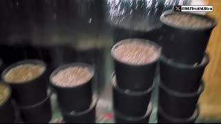 Chinese Drug and Human trafficking ops operated within 600ft of Customs