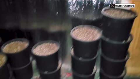 Chinese Drug and Human trafficking ops operated within 600ft of Customs