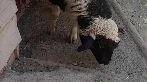 sheep