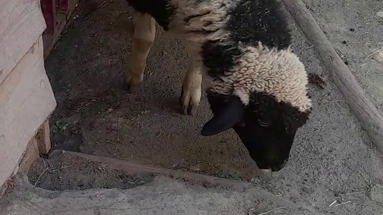 sheep
