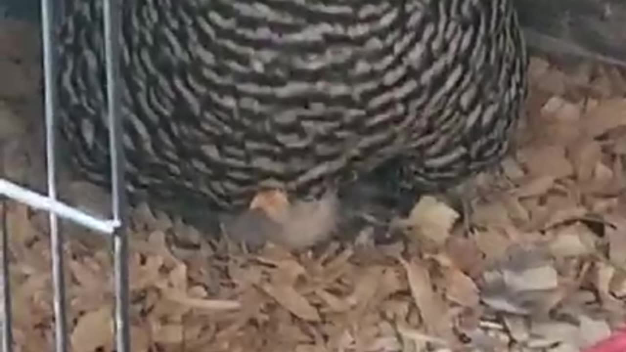 No Revelation RedPill Tonight- But Here Are Some Baby Chicks 🐥