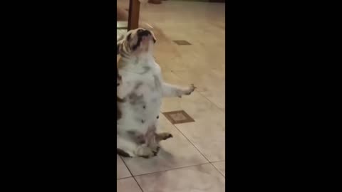 Part 2: Even More Cat & Dog Madness! 🐾 | Funniest Animal Moments! 😂