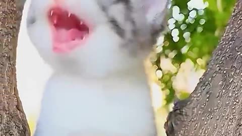 Meowing kitten 😻