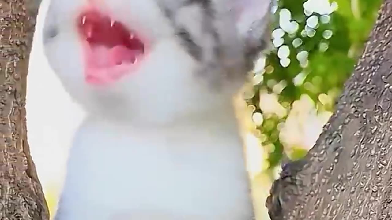 Meowing kitten 😻