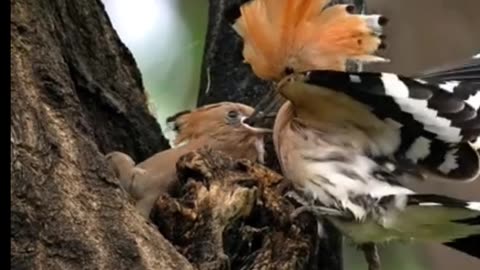 Come see the hoopoe feed it's baby #shorts