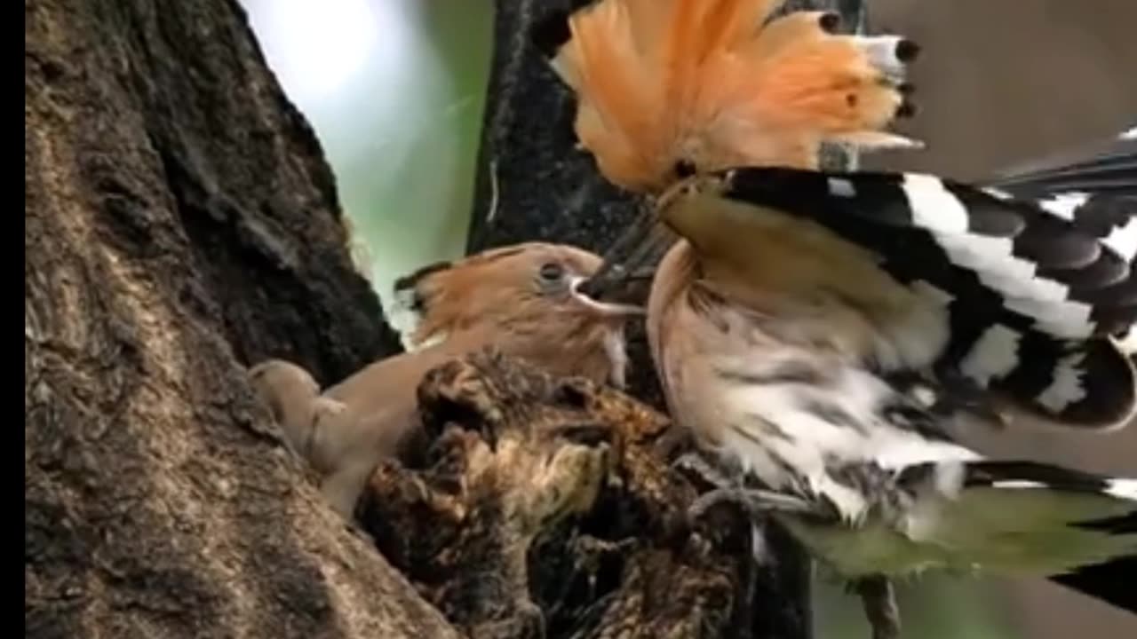 Come see the hoopoe feed it's baby #shorts