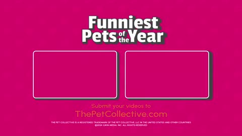 Funny dogs ever🤣🤣