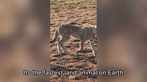 Top wild cats