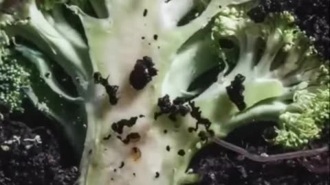 What happens when you feed an Organic and a non Organic broccoli to compost worms?