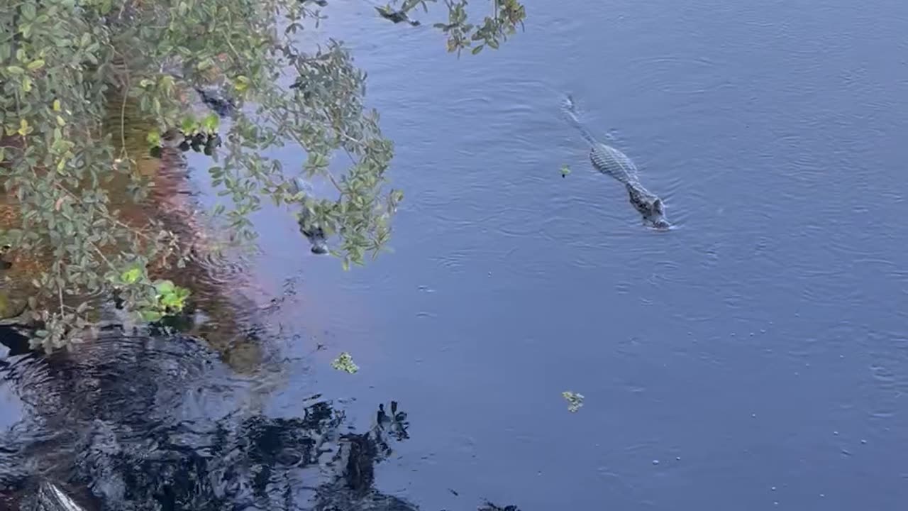 Calling All Crocodiles