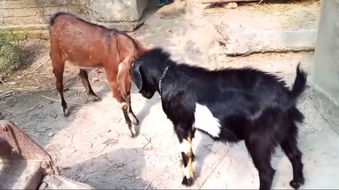 Funniest ANIMAL FIGHTS