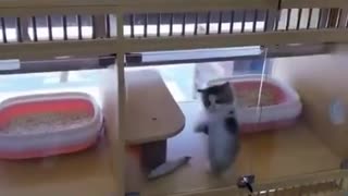 😂🐱 You Won't Believe Which Cat I Picked! | FunFM