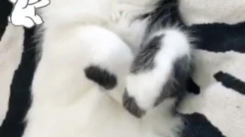 Cat Belly Bliss: Tuxedo Cat Lounges on My Side of the Bed