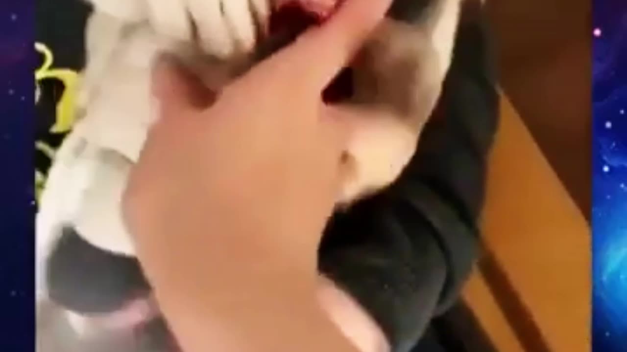 THE BEST COLLECTION OF THE FUNNIEST AND CUTEST CATS AND DOGS FUNNY CATS AND DOGS