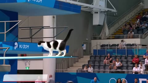 “😺💦 Whose Little Kitty Is This? Such a Good Diver!”