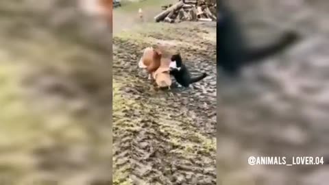 Funny animal videos 😂